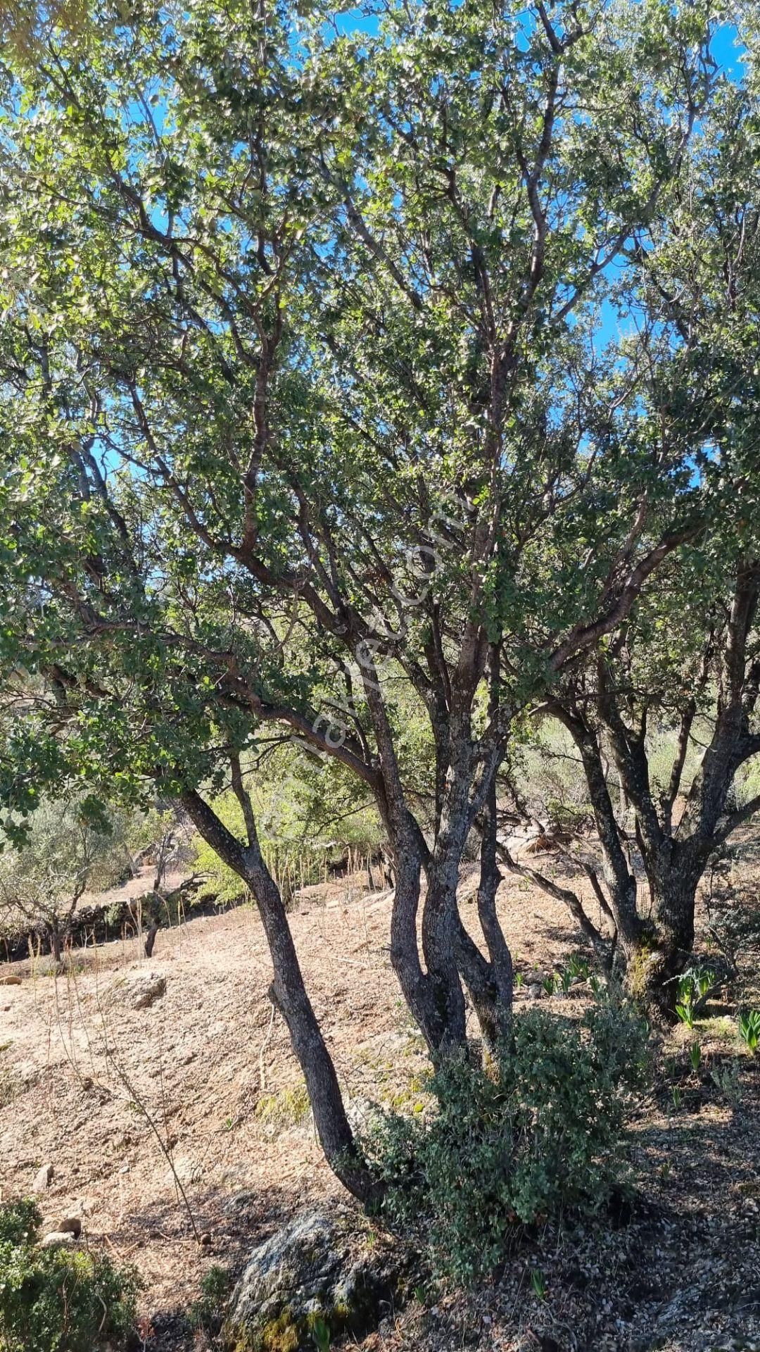 Milas Çomakdağ 17 Dönüm Zeytnlık - Görsel 22