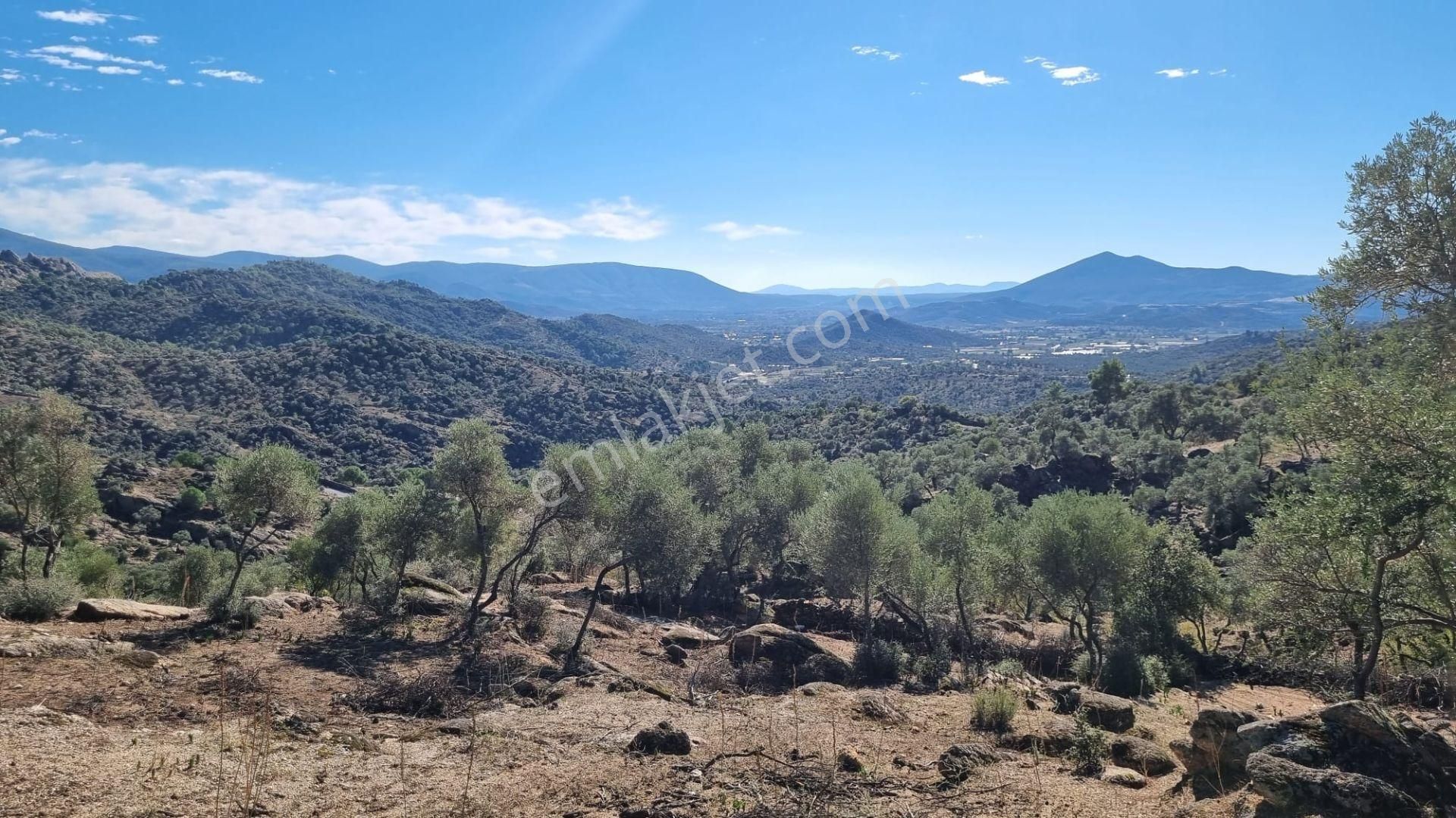 Milas Çomakdağ 17 Dönüm Zeytnlık - Görsel 19