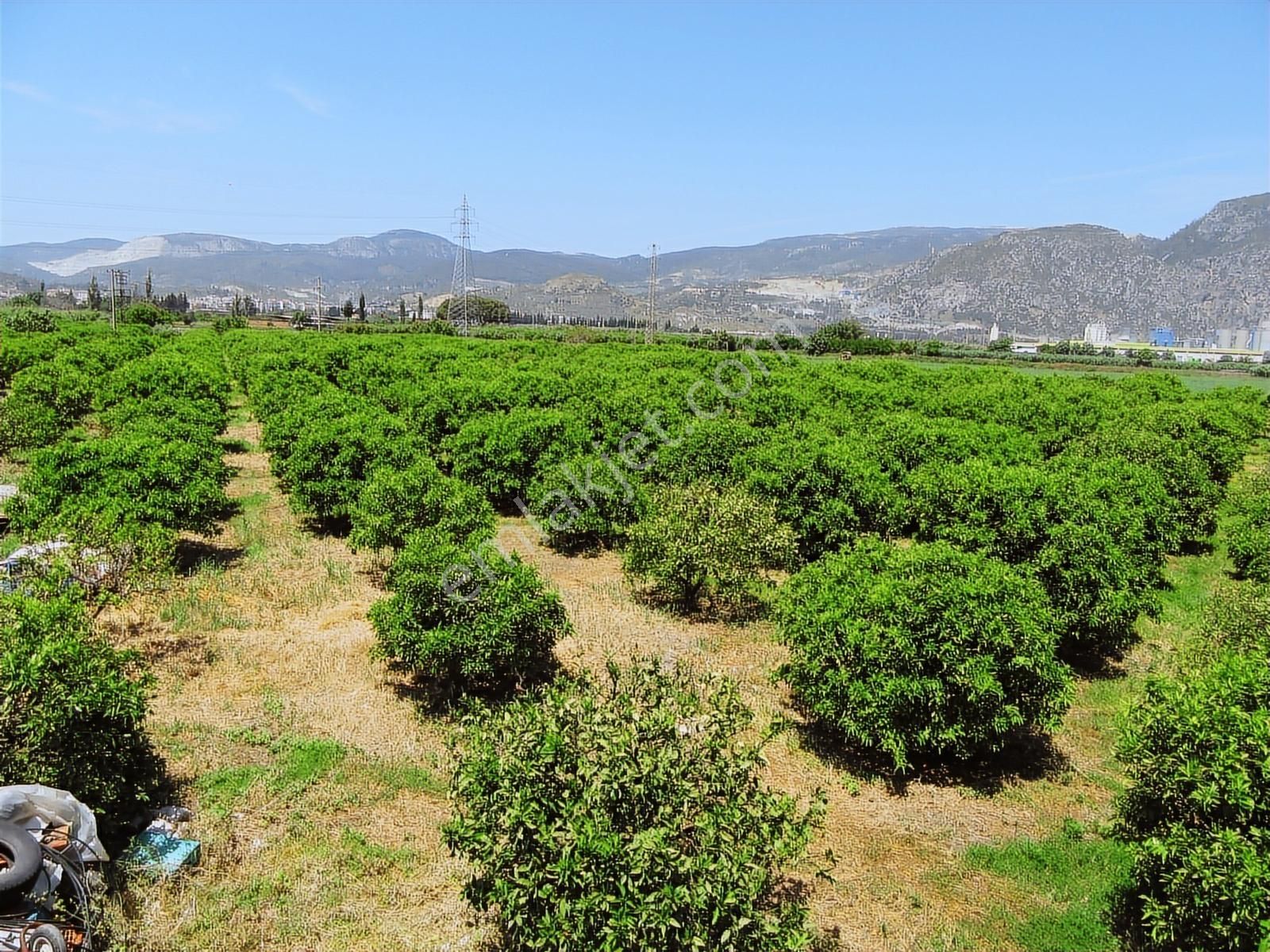 Ada Marin Söke Yenicami Mah. 48.000 M2 Satılık Mandalina Bahçesi - Görsel 13