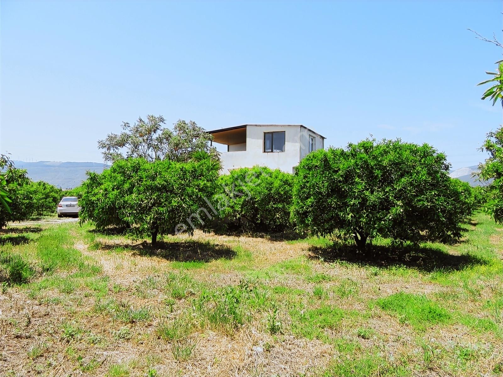 Ada Marin Söke Yenicami Mah. 48.000 M2 Satılık Mandalina Bahçesi - Görsel 7