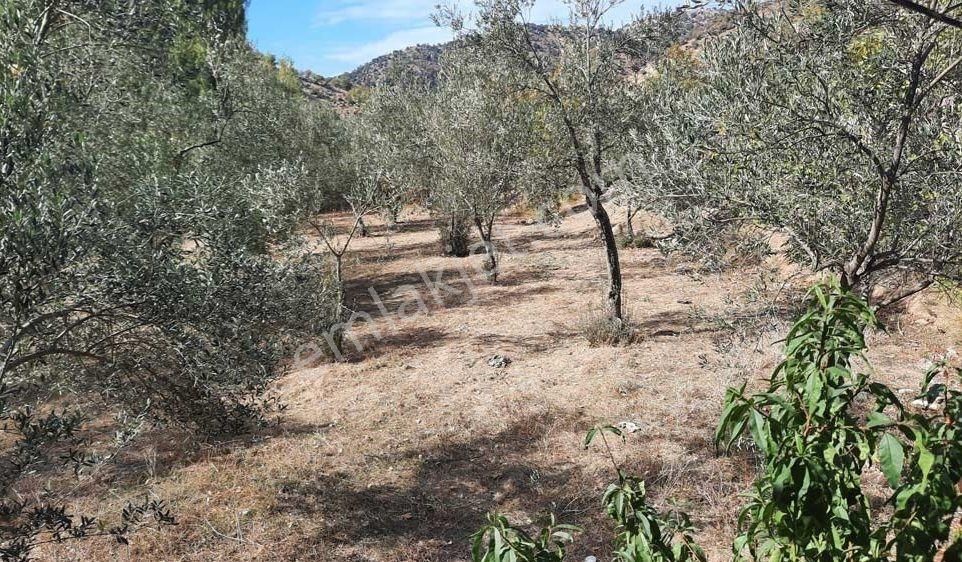 Çanakkale Ayvacık Kestanelik Köyü Satılık 1520 M2 Köy İçi Bahçe. - Görsel 19