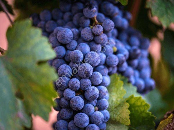 Denizli Bekilli Üçkuyu'da Köy Yakını 1.386 M2 Uygun Güzel Bağ. Açıklamayı Okuyunuz.