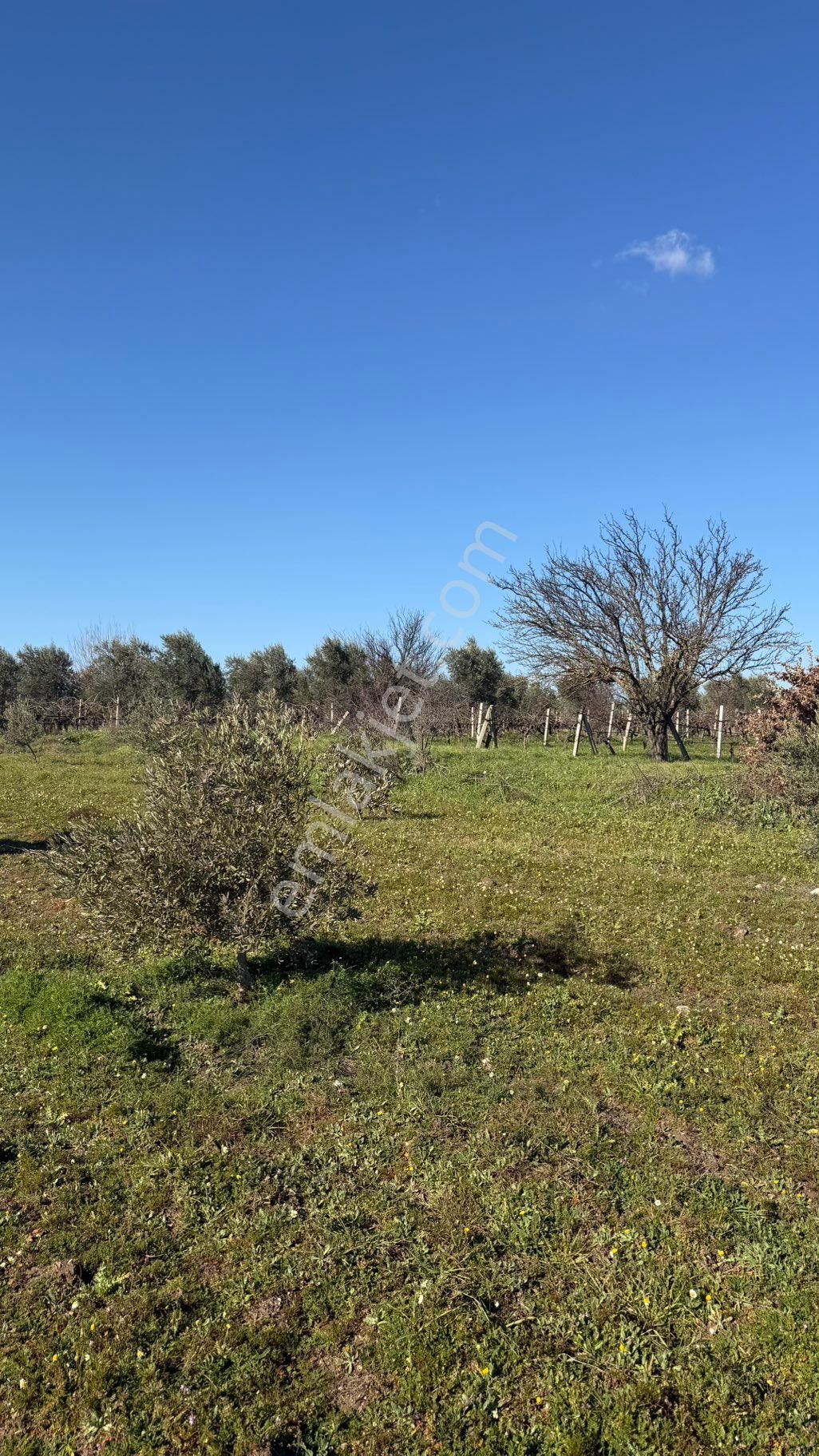 Beyaz Gayrimenkulden Paşaköy Mh 3.850 M2 Zeytinlik - Görsel 34