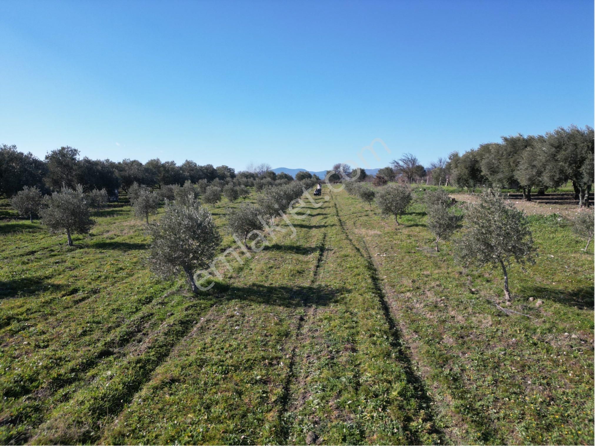 Beyaz Gayrimenkulden Paşaköy Mh 3.850 M2 Zeytinlik - Görsel 14