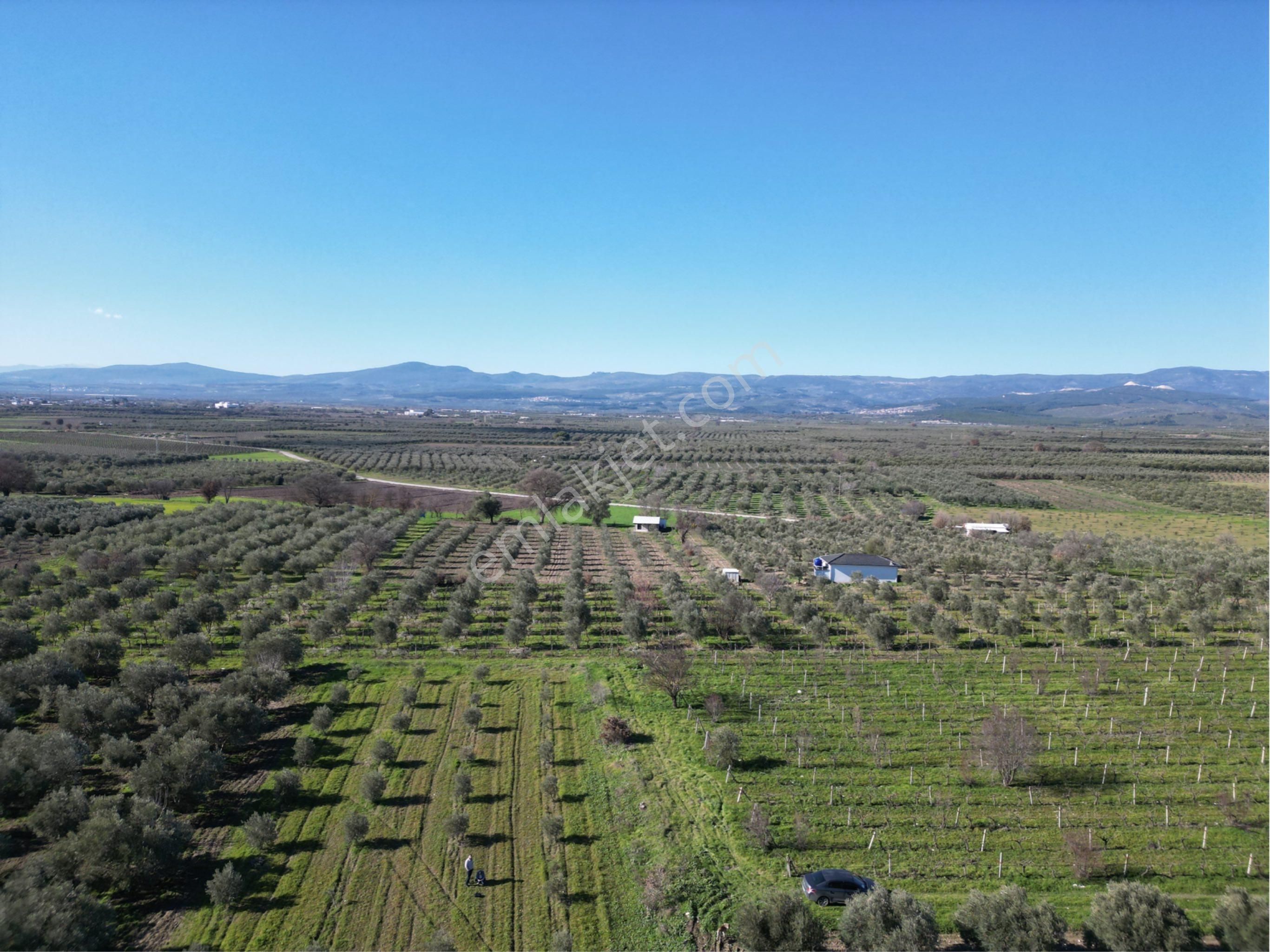 Beyaz Gayrimenkulden Paşaköy Mh 3.850 M2 Zeytinlik - Görsel 5
