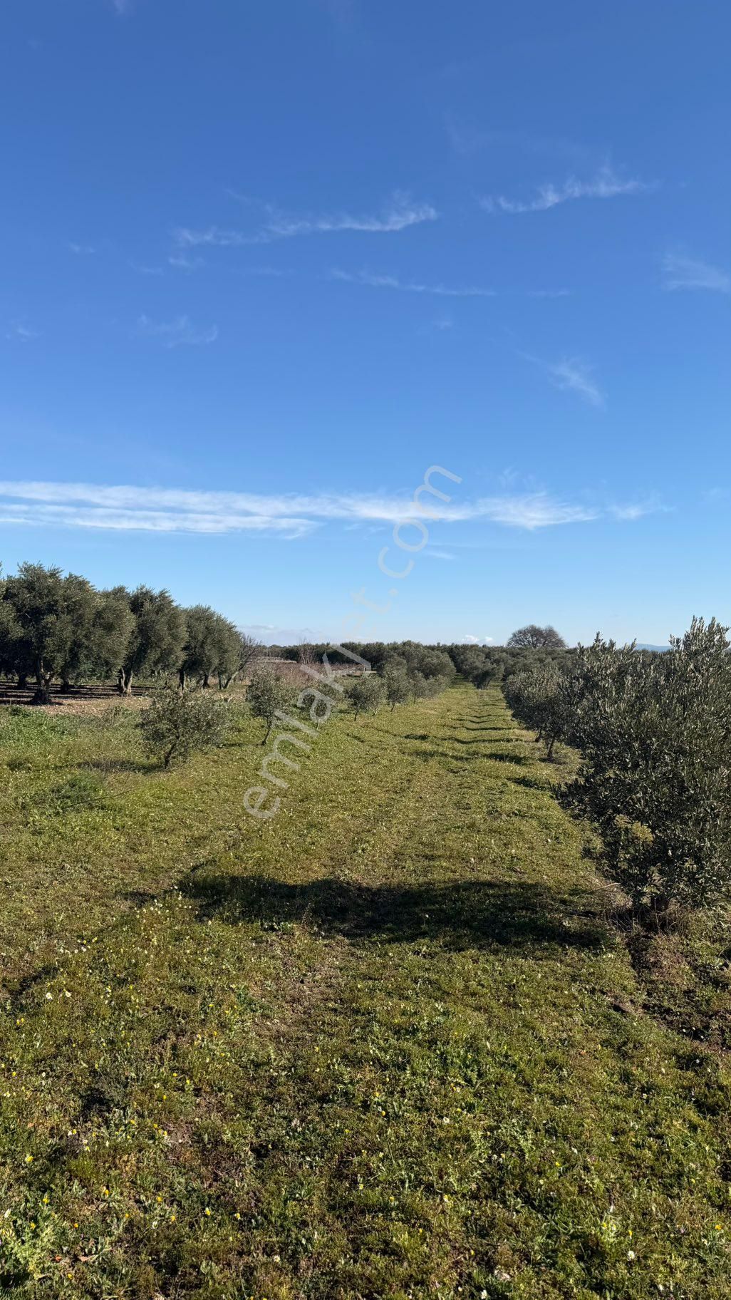 Beyaz Gayrimenkulden Paşaköy Mh 3.850 M2 Zeytinlik - Görsel 28
