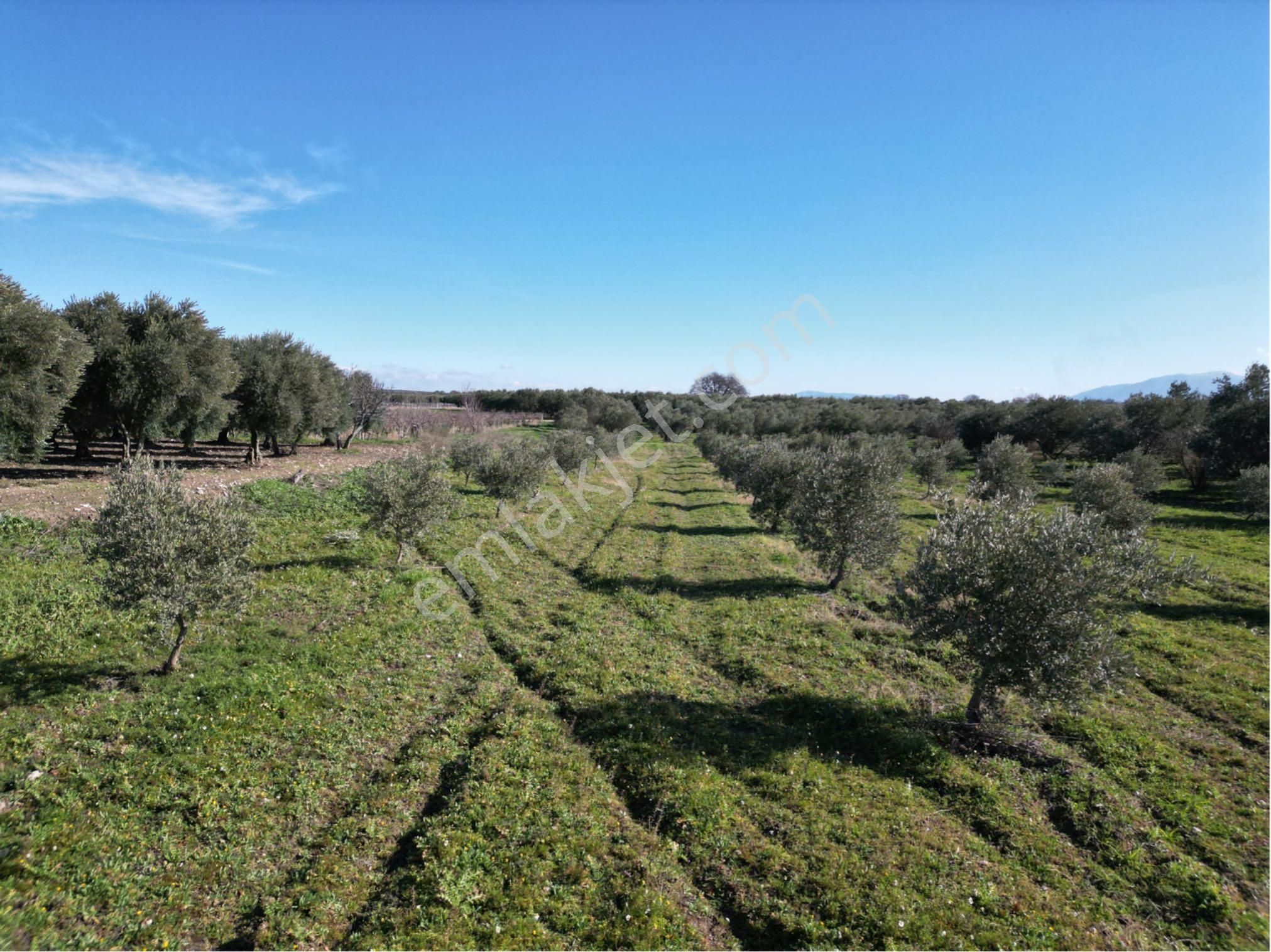 Beyaz Gayrimenkulden Paşaköy Mh 3.850 M2 Zeytinlik - Görsel 23