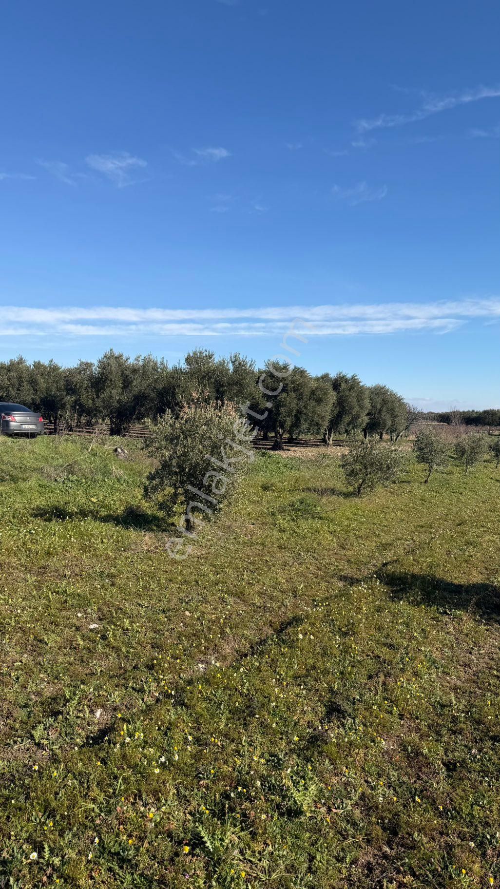 Beyaz Gayrimenkulden Paşaköy Mh 3.850 M2 Zeytinlik - Görsel 35