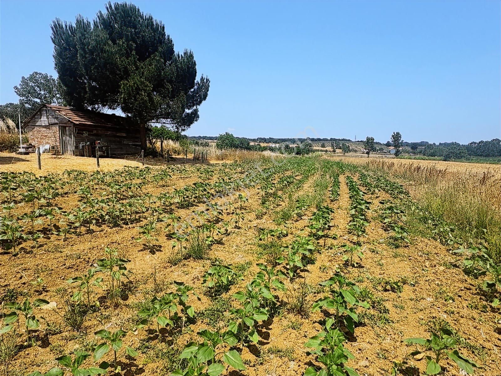 Aşırlarda Mükemmel Konum ! Yol Kenarı Evlerin Yanında Tarla - Görsel 21