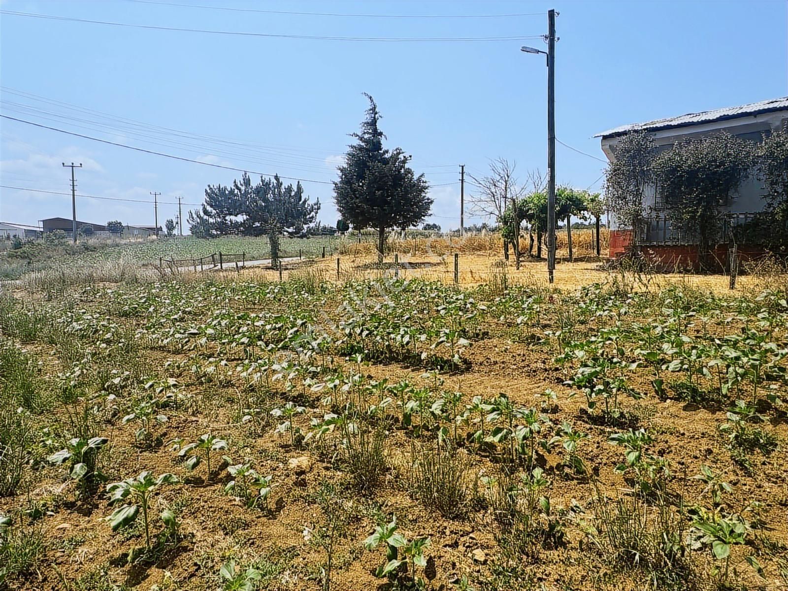 Aşırlarda Mükemmel Konum ! Yol Kenarı Evlerin Yanında Tarla - Görsel 8