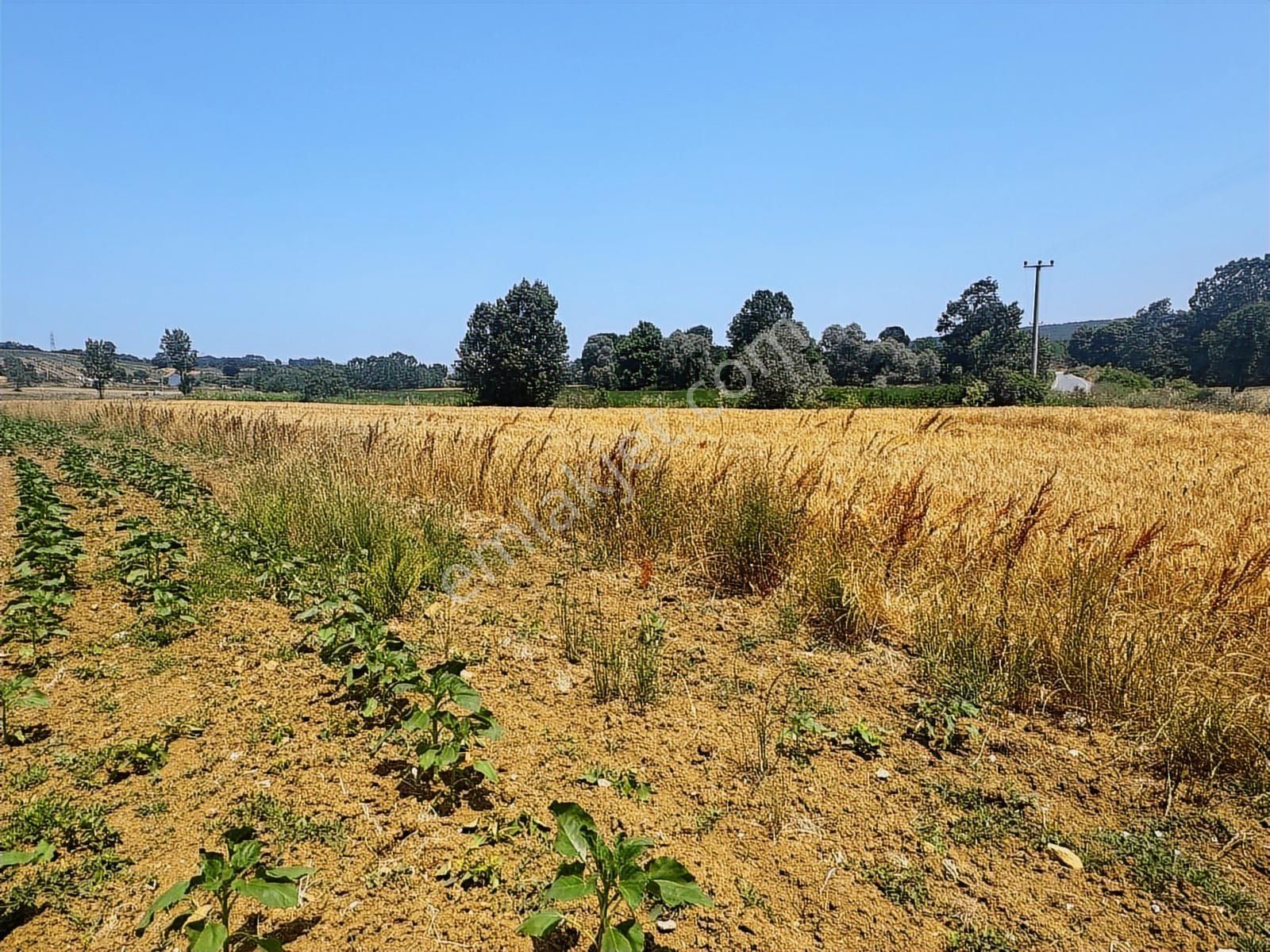Aşırlarda Mükemmel Konum ! Yol Kenarı Evlerin Yanında Tarla - Görsel 4