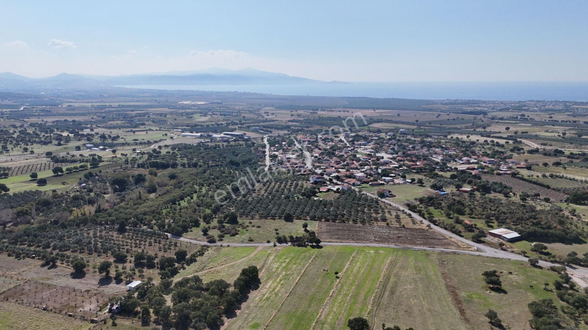 İzmir Dikili Kıratlıda Satılık Deniz Manzaralı Zeytinlik - Görsel 23