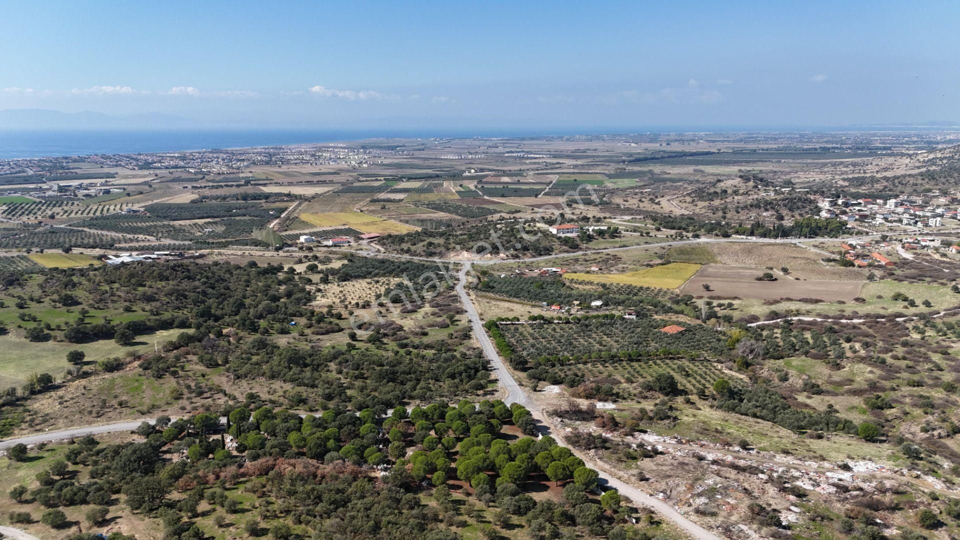 İzmir Dikili Kıratlıda Satılık Deniz Manzaralı Zeytinlik - Görsel 5