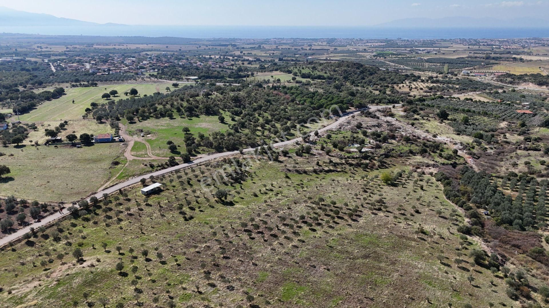İzmir Dikili Kıratlıda Satılık Deniz Manzaralı Zeytinlik - Görsel 19