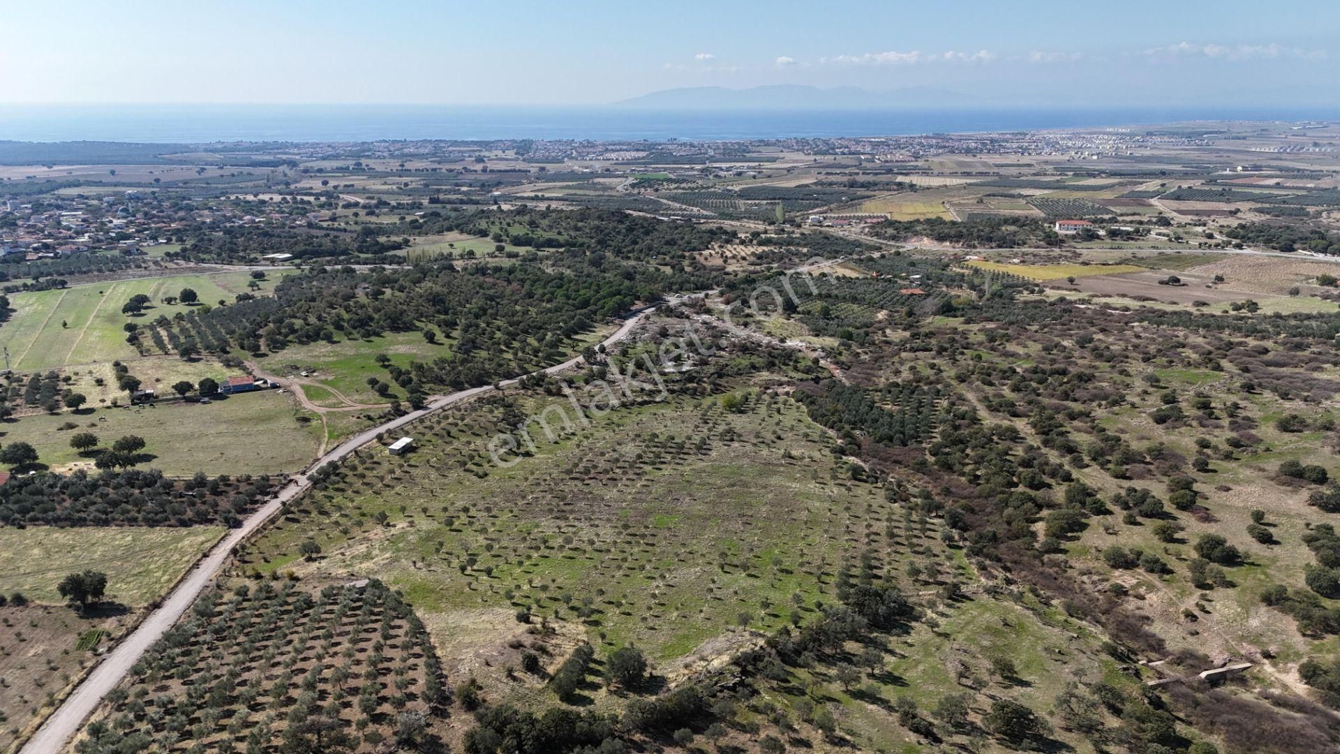İzmir Dikili Kıratlıda Satılık Deniz Manzaralı Zeytinlik - Görsel 2