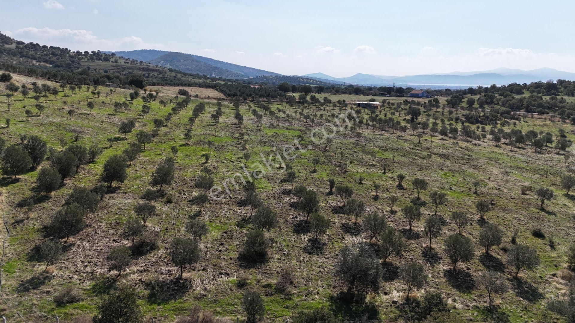 İzmir Dikili Kıratlıda Satılık Deniz Manzaralı Zeytinlik - Görsel 26