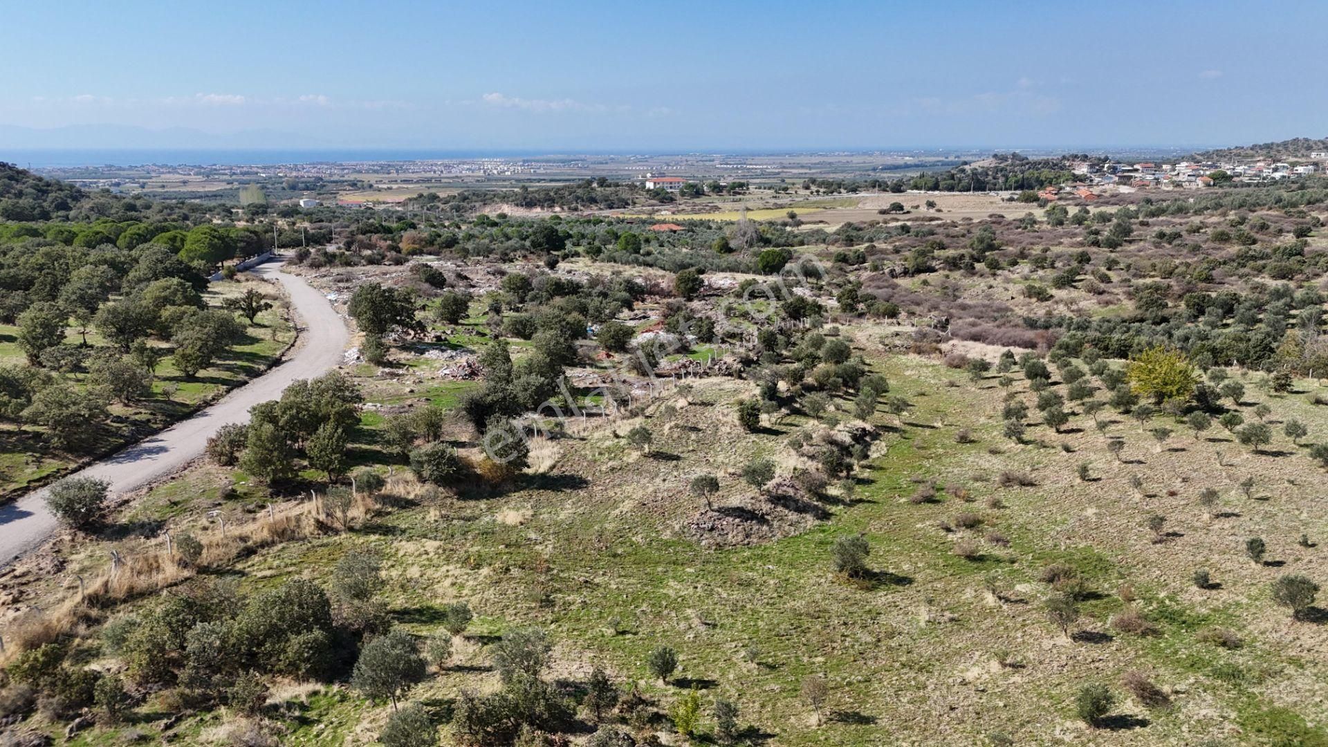 İzmir Dikili Kıratlıda Satılık Deniz Manzaralı Zeytinlik - Görsel 20