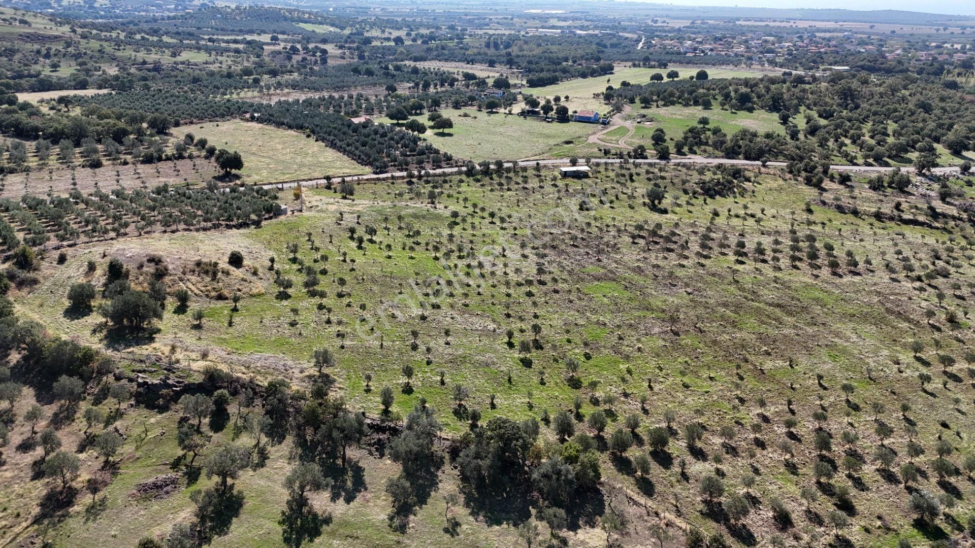 İzmir Dikili Kıratlıda Satılık Deniz Manzaralı Zeytinlik - Görsel 18