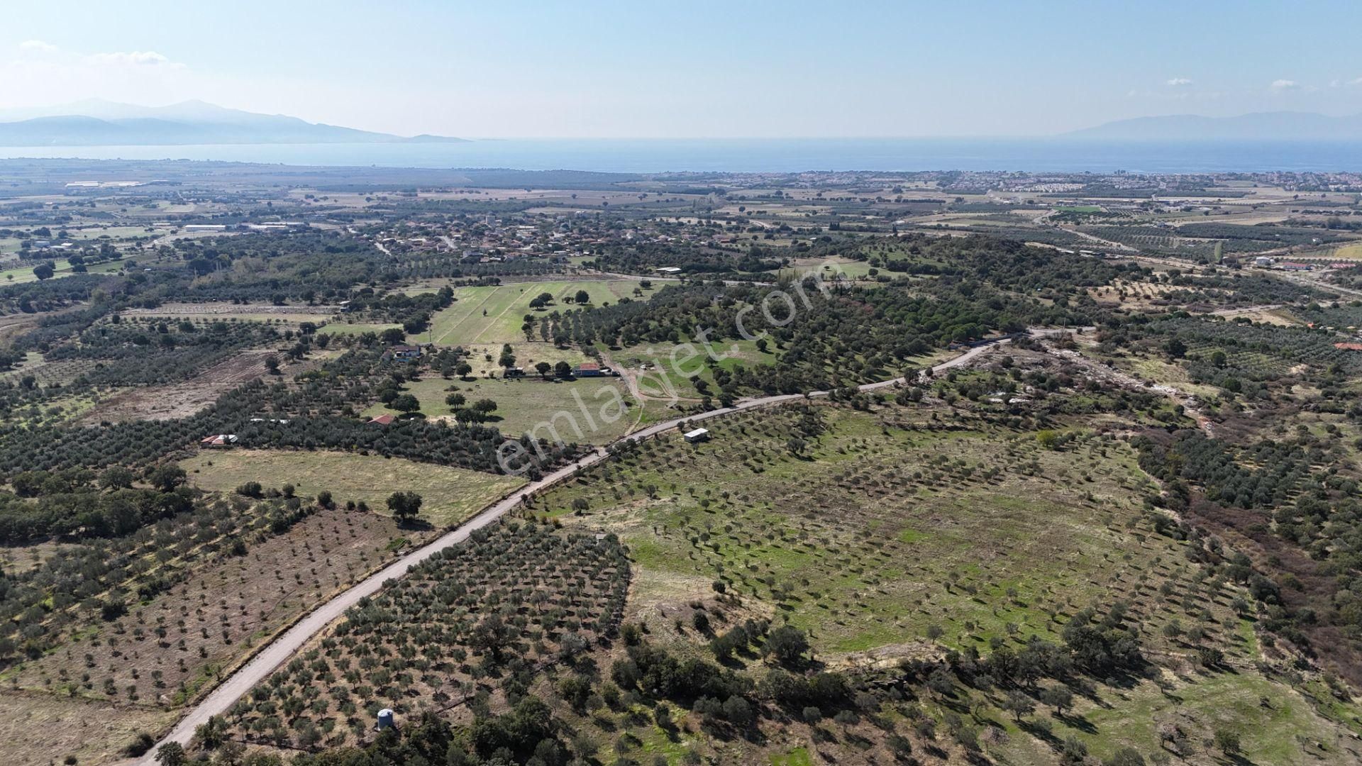 İzmir Dikili Kıratlıda Satılık Deniz Manzaralı Zeytinlik - Görsel 14