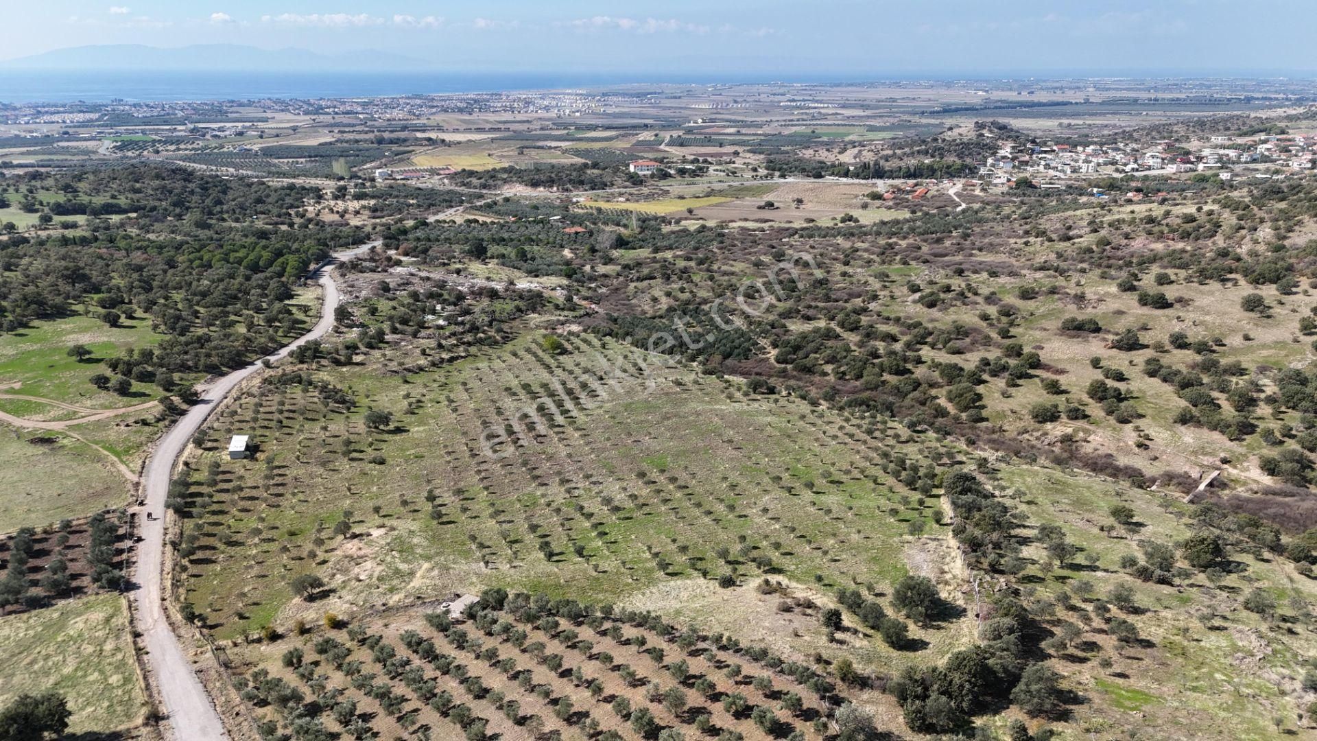 İzmir Dikili Kıratlıda Satılık Deniz Manzaralı Zeytinlik - Görsel 11