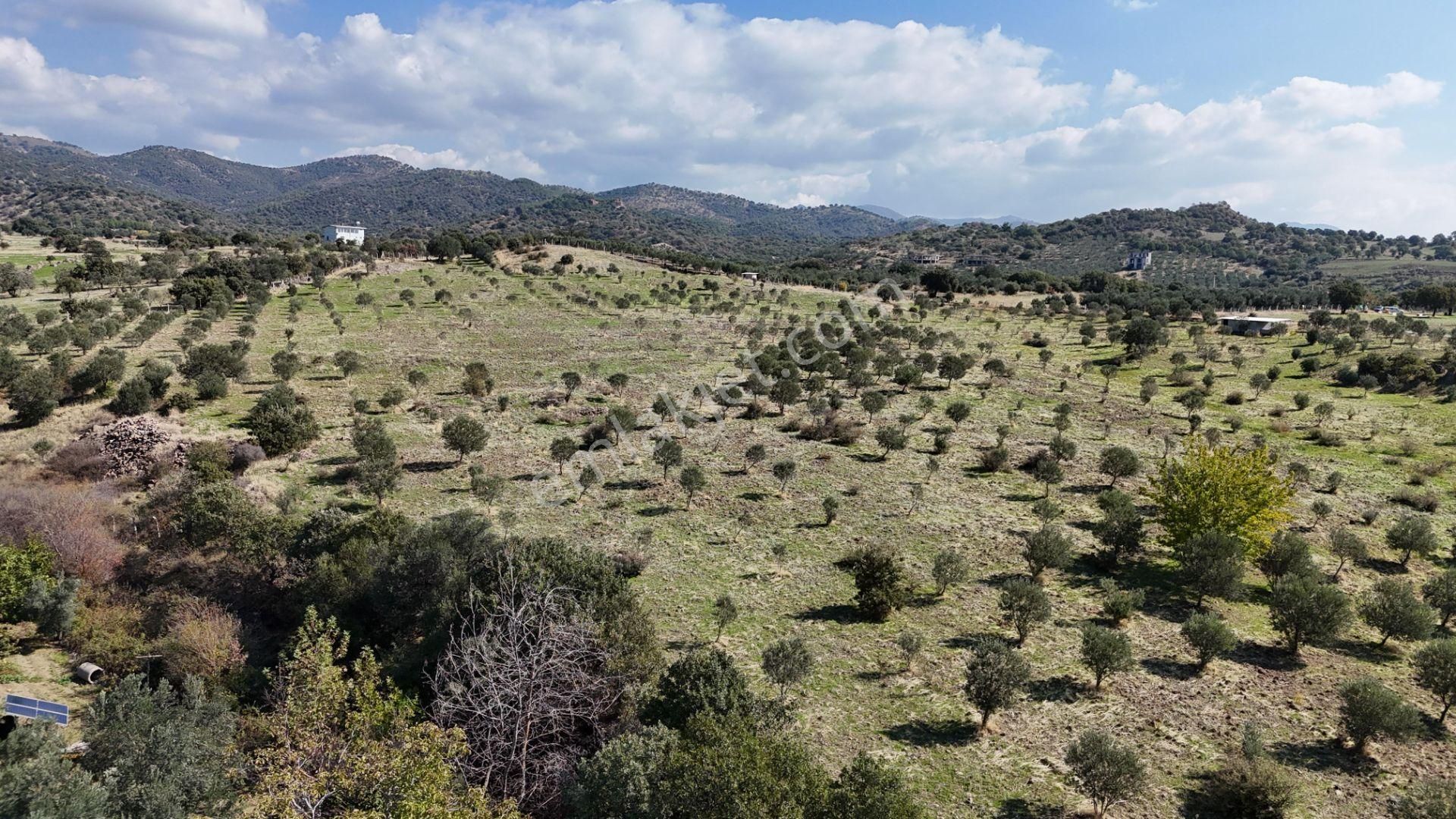 İzmir Dikili Kıratlıda Satılık Deniz Manzaralı Zeytinlik - Görsel 27