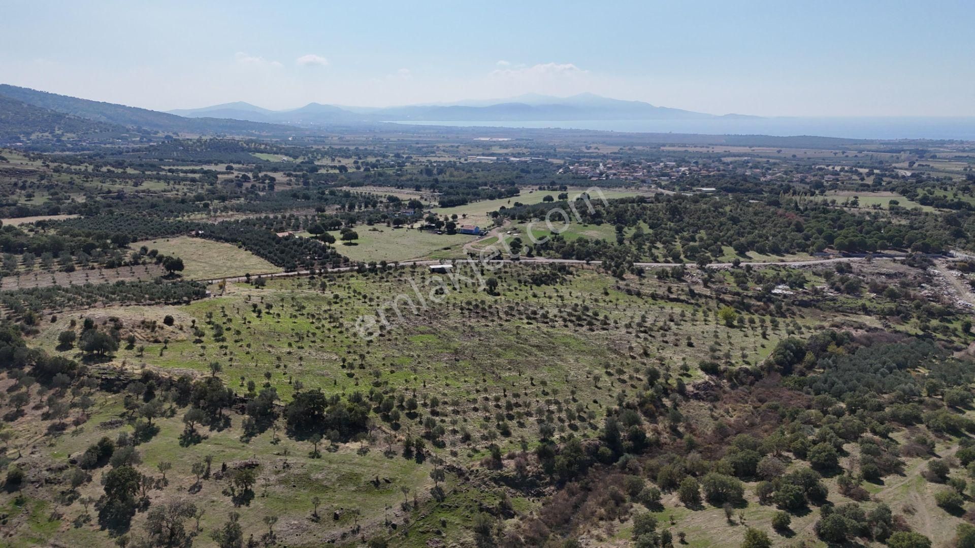 İzmir Dikili Kıratlıda Satılık Deniz Manzaralı Zeytinlik - Görsel 3