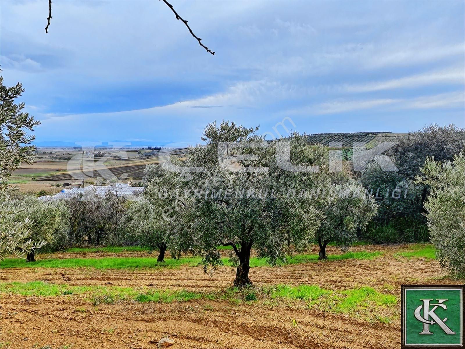 Çelik Emlaktan Danişment Köyünde 1200m2satılık Bakımlı Zeytinlik