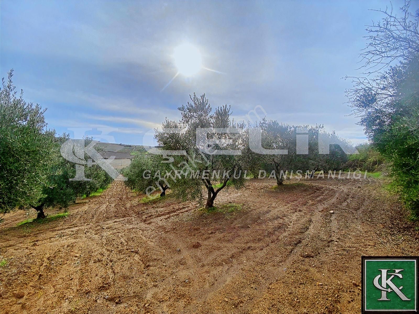 Çelik Emlaktan Danişment Köyünde 1200m2satılık Bakımlı Zeytinlik - Görsel 35