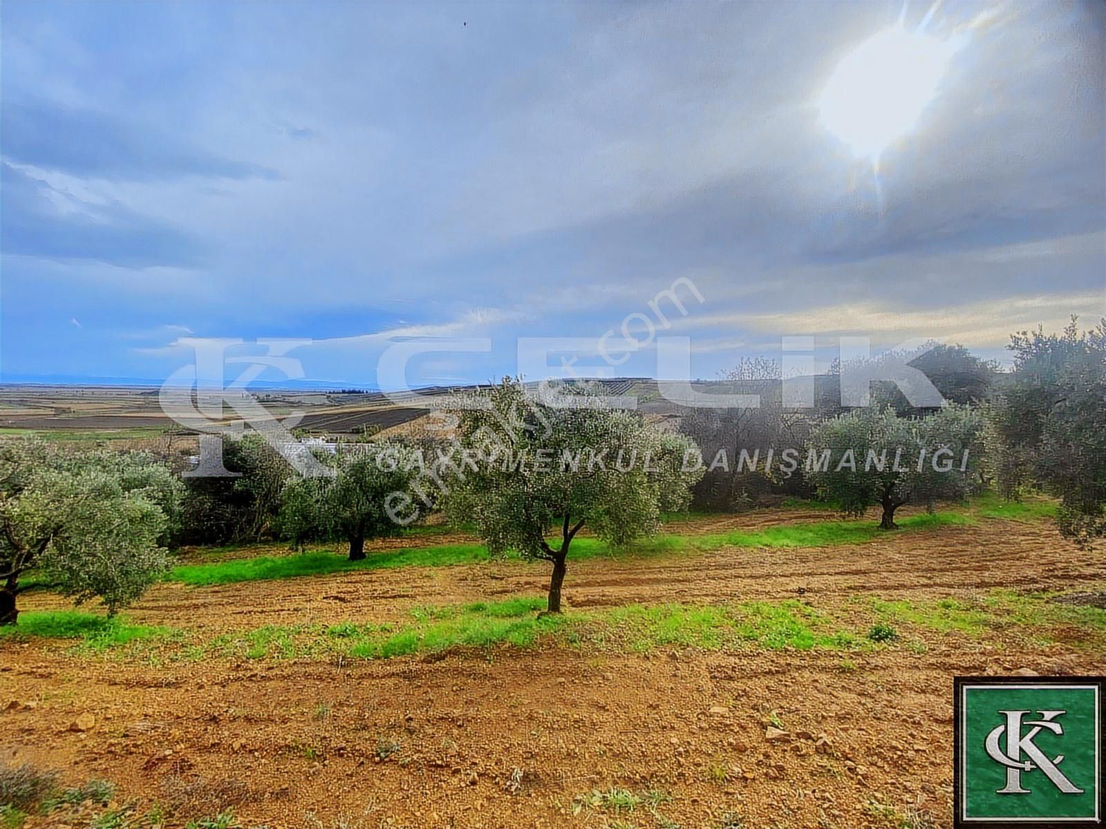 Çelik Emlaktan Danişment Köyünde 1200m2satılık Bakımlı Zeytinlik - Görsel 2