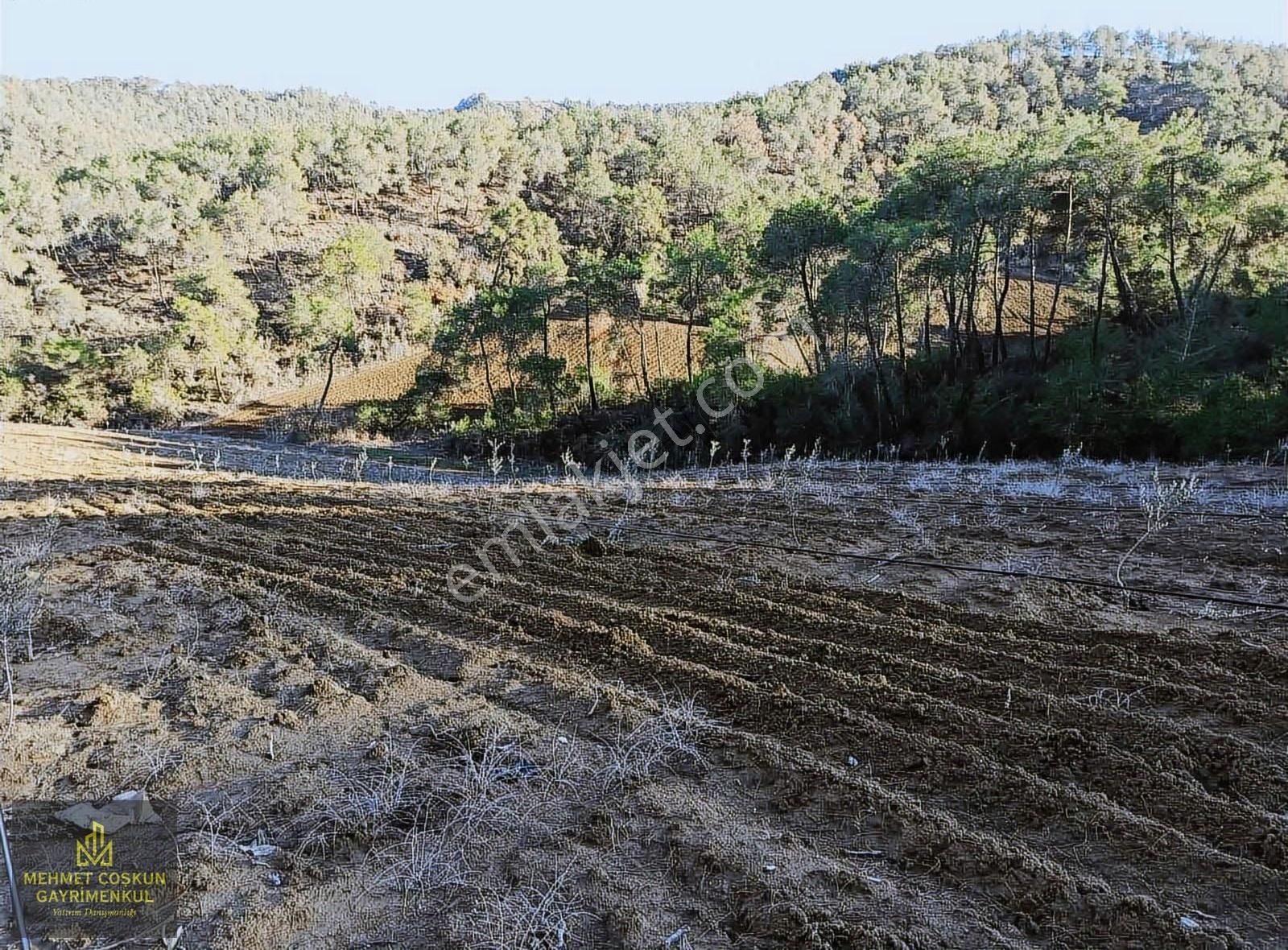 Sarıçam Egeciuşağı 'nda Satılık Tek Tapu Zeytin Bahçesi - Görsel 5