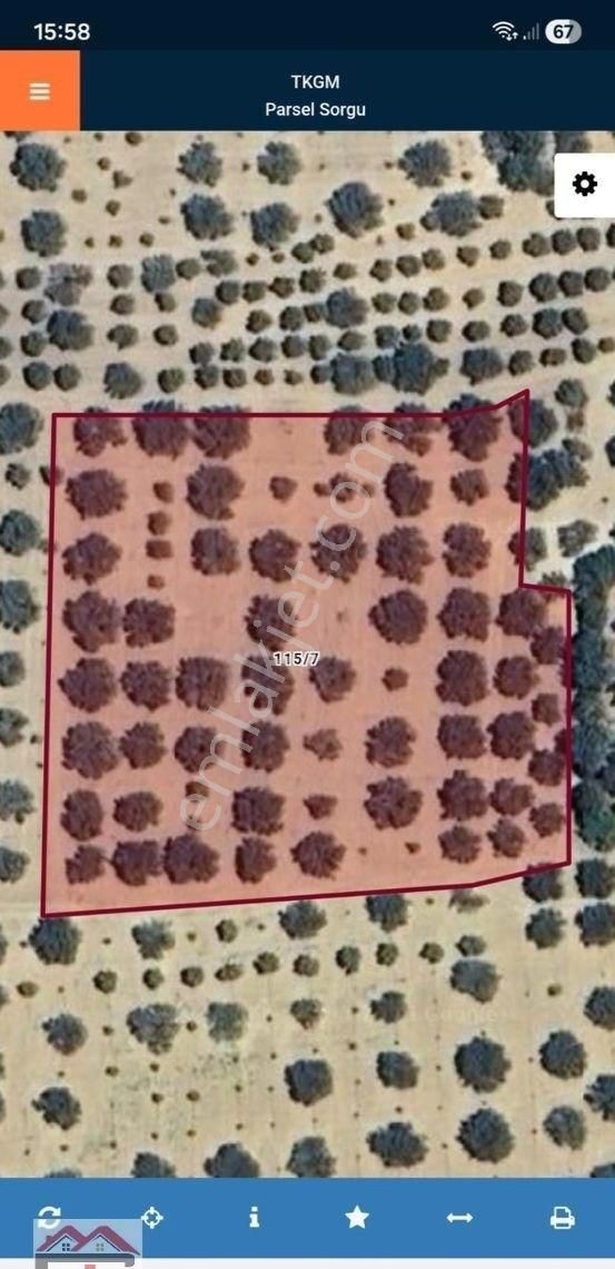 Manisa Kırkağaç Siledik Fahri Sertel Emlaktan Satılık Zeytinlik - Görsel 2
