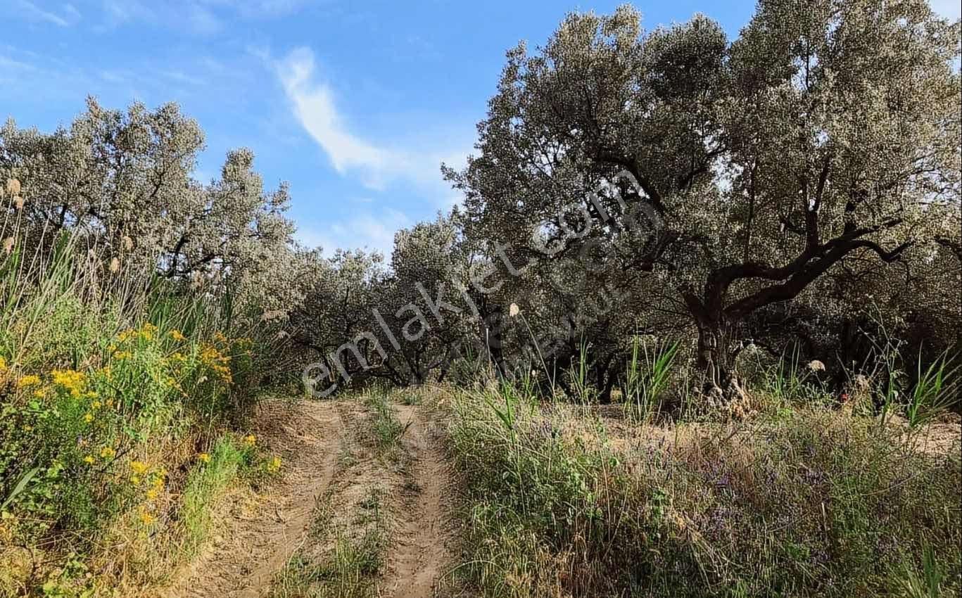 Tekırdağ Şarköy Hoşköy 10.190 Metre² Satılık Zeytınlık - Görsel 8