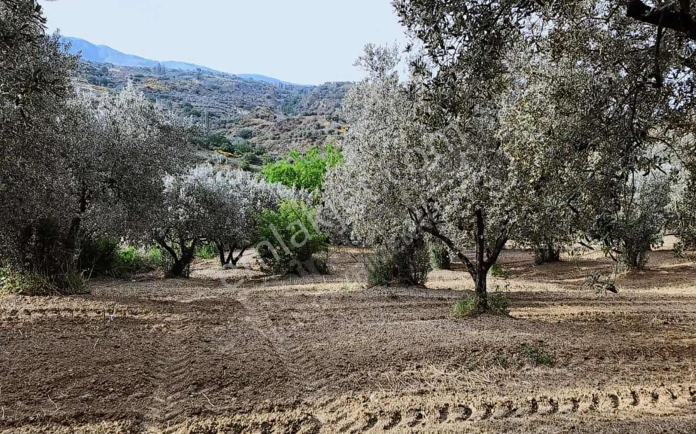 Tekırdağ Şarköy Hoşköy 10.190 Metre² Satılık Zeytınlık - Görsel 5