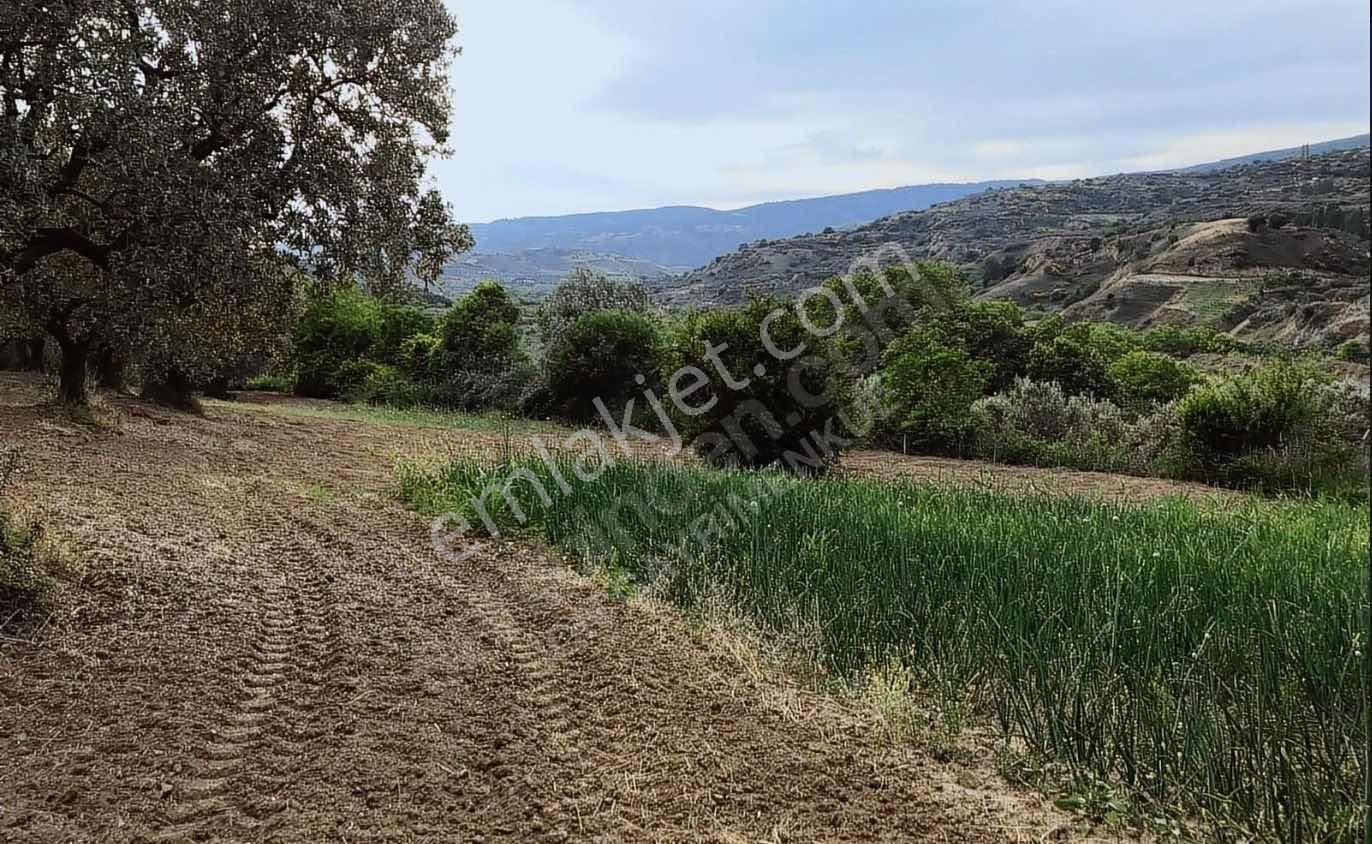 Tekırdağ Şarköy Hoşköy 10.190 Metre² Satılık Zeytınlık - Görsel 4