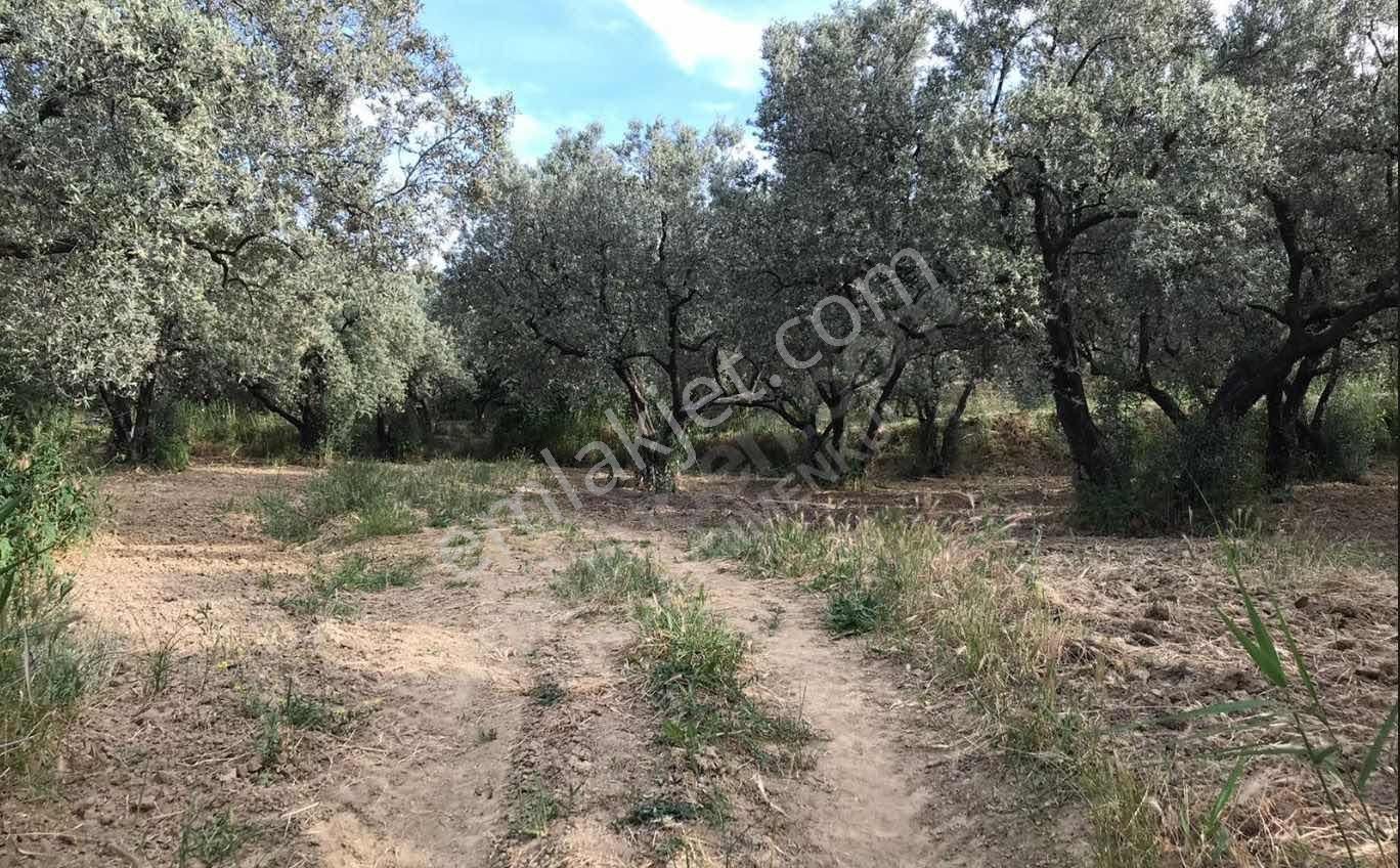 Tekırdağ Şarköy Hoşköy 10.190 Metre² Satılık Zeytınlık - Görsel 2