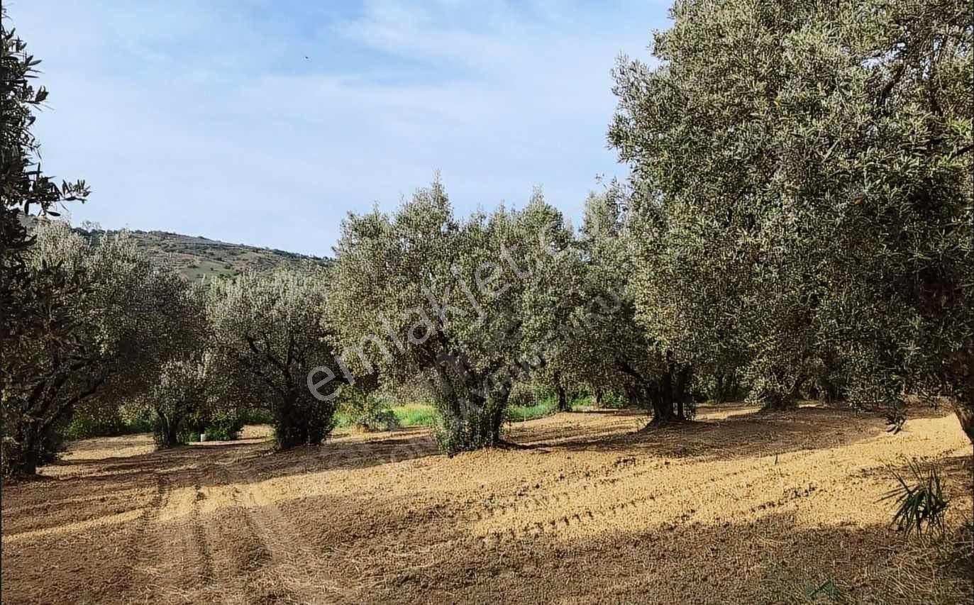 Tekırdağ Şarköy Hoşköy 10.190 Metre² Satılık Zeytınlık