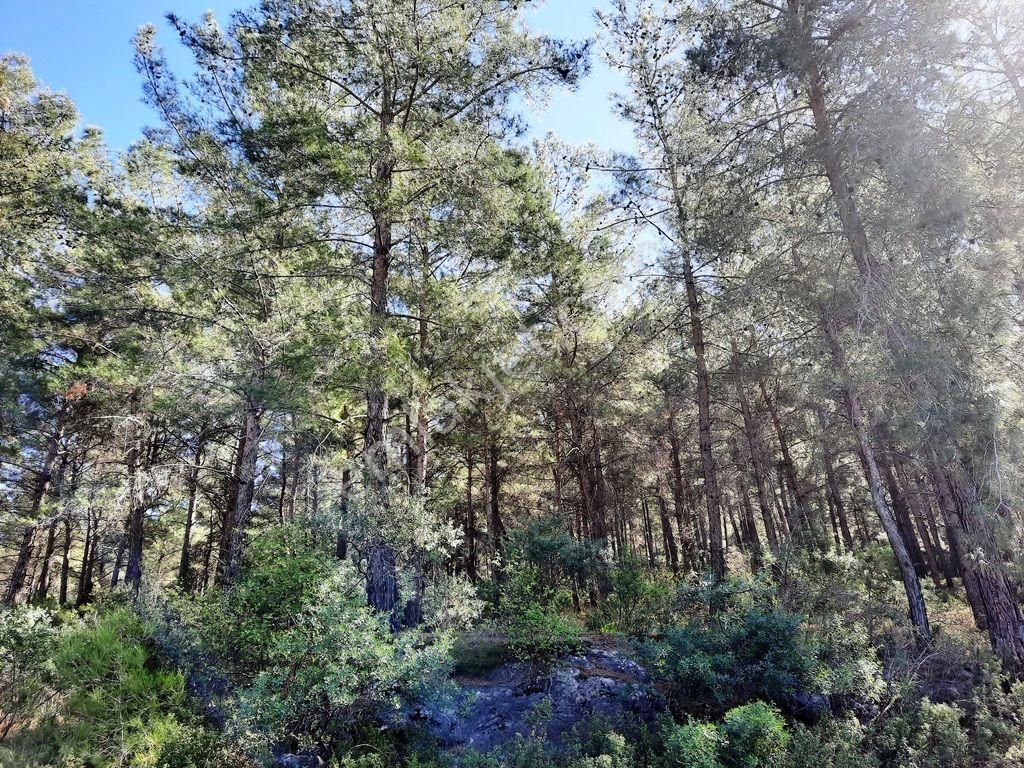Mugla Dalaman Gürköy De 5 000m2 Yatırıma Uygun, Otel Arsası Müstakil Arazi Satılık - Görsel 2