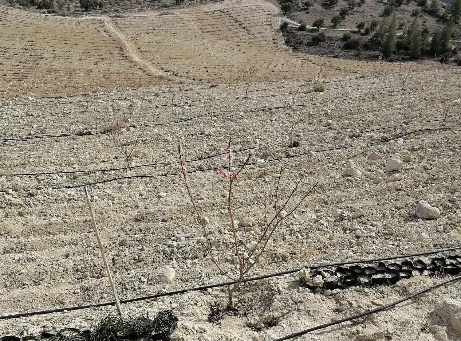 New Form'dan Mut Haydarköy Mahallesi'nde 35779 M2 Satılık Bahçe - Görsel 9