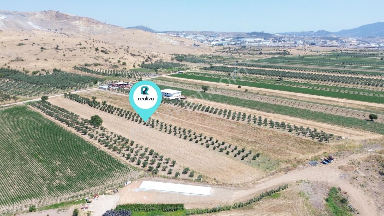 Realivadan Aliağa Çaltılıdere'de Satılık Zeytinli Tarla - Görsel 2