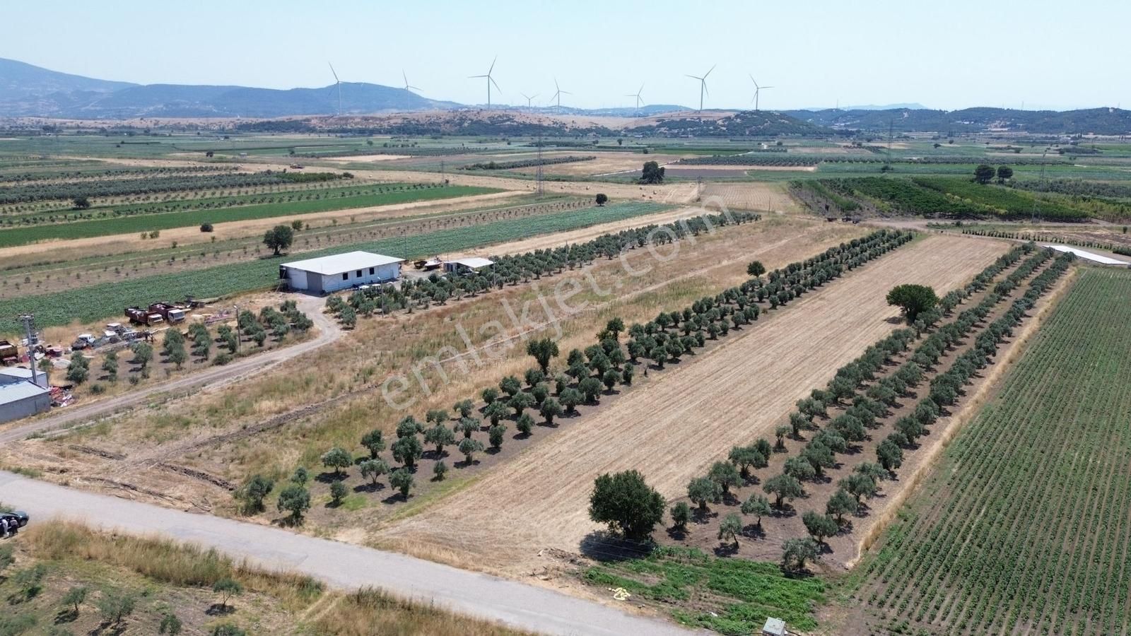 Realivadan Aliağa Çaltılıdere'de Satılık Zeytinli Tarla - Görsel 3