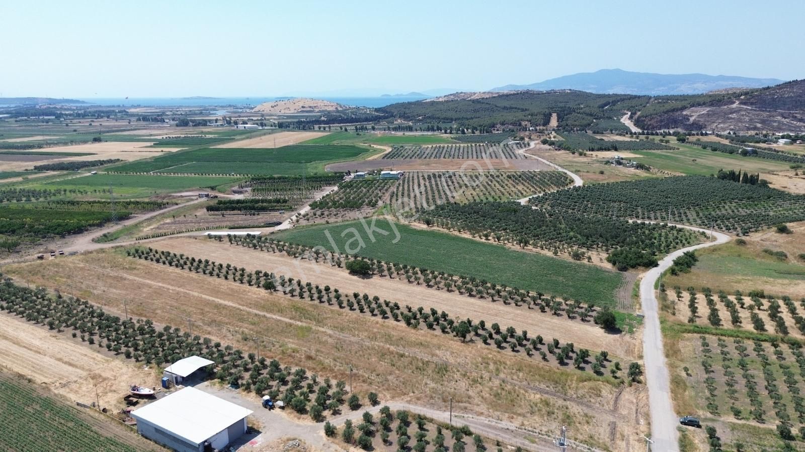 Realivadan Aliağa Çaltılıdere'de Satılık Zeytinli Tarla - Görsel 4