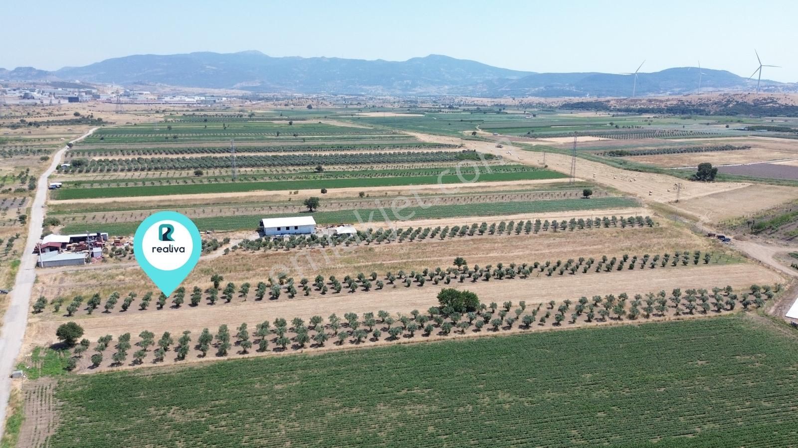 Realivadan Aliağa Çaltılıdere'de Satılık Zeytinli Tarla - Görsel 5