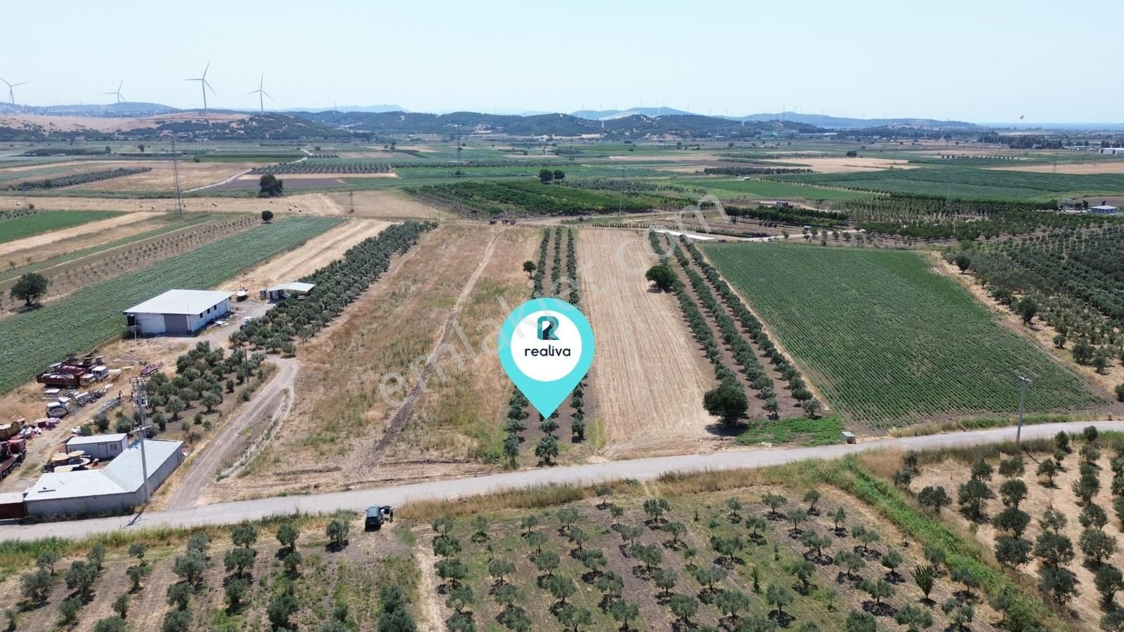 Realivadan Aliağa Çaltılıdere'de Satılık Zeytinli Tarla