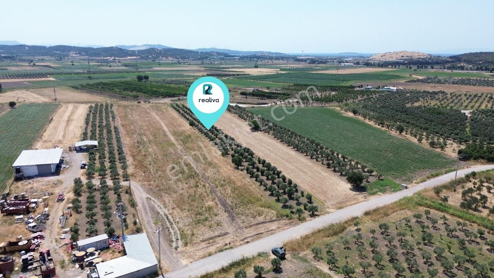 Realivadan Aliağa Çaltılıdere'de Satılık Zeytinli Tarla - Görsel 2