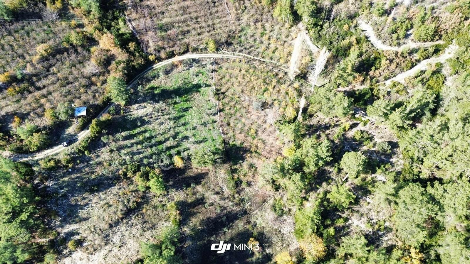 Bütçenize Uygun Müstakil Tapulu Zeytin Bahçesi - Görsel 6