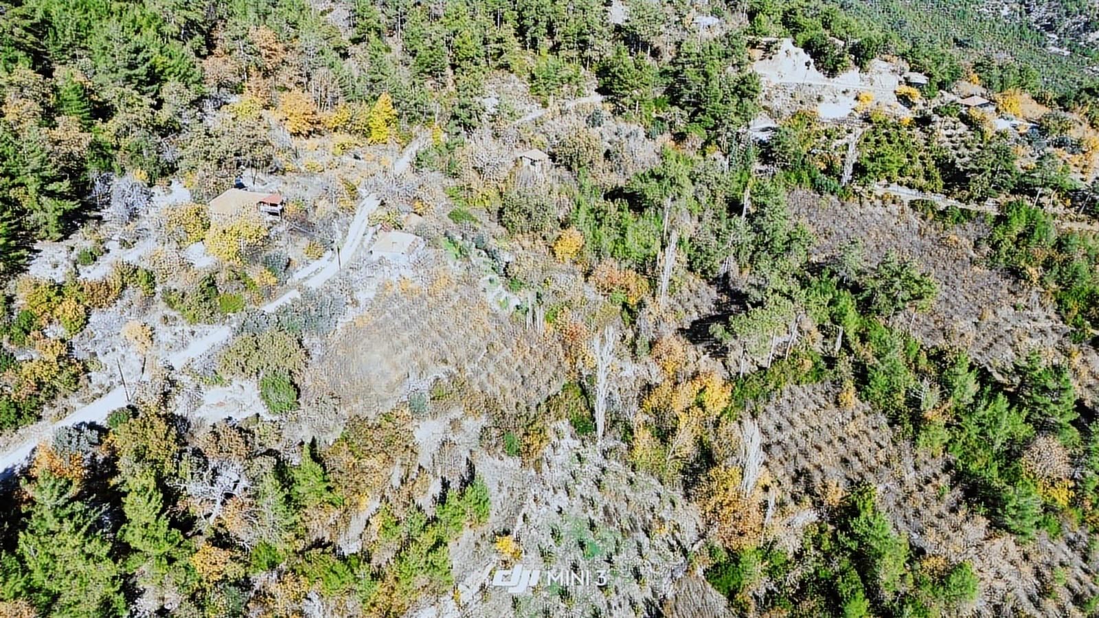 Bütçenize Uygun Müstakil Tapulu Zeytin Bahçesi - Görsel 8