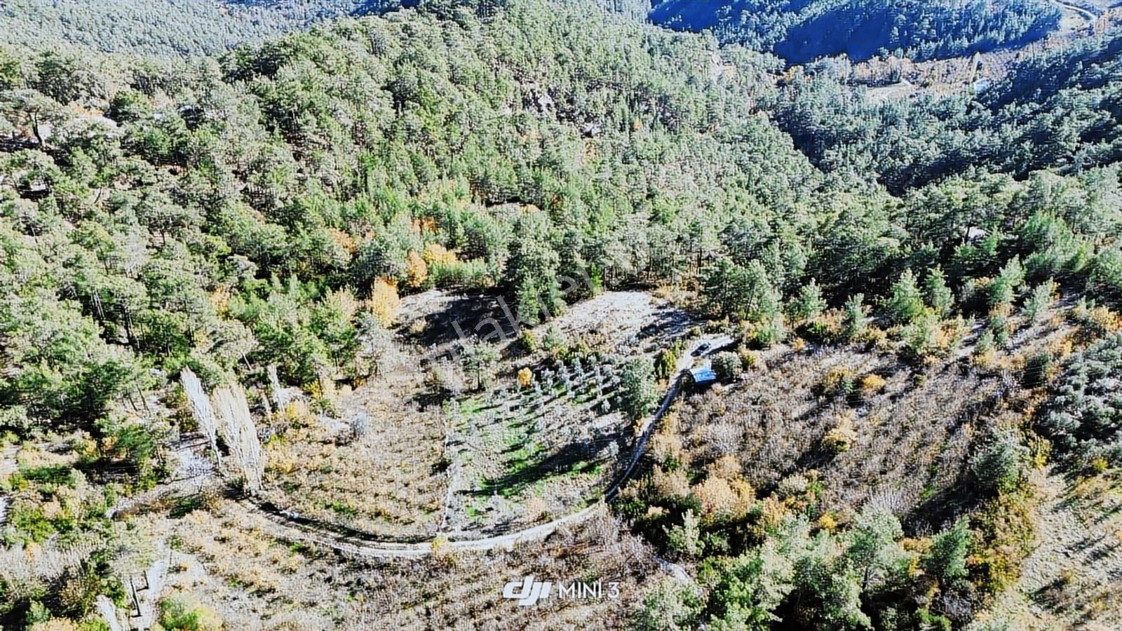 Bütçenize Uygun Müstakil Tapulu Zeytin Bahçesi