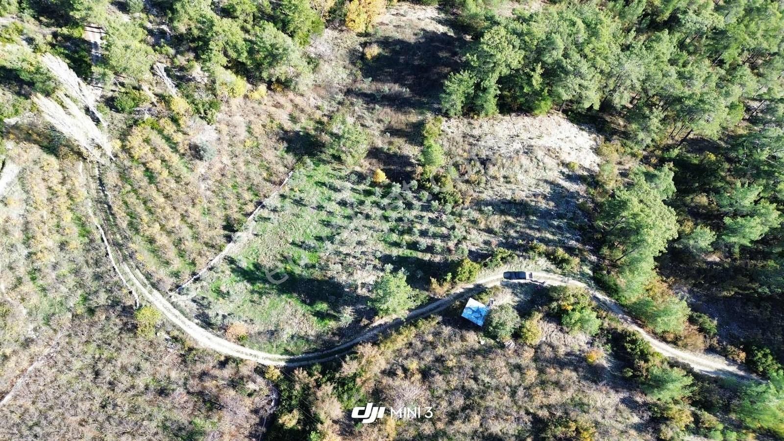 Bütçenize Uygun Müstakil Tapulu Zeytin Bahçesi - Görsel 10