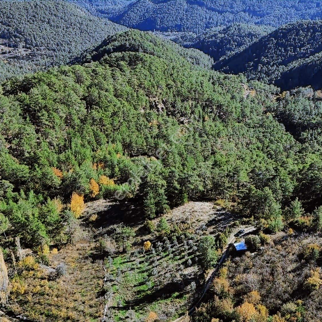 Bütçenize Uygun Müstakil Tapulu Zeytin Bahçesi - Görsel 9