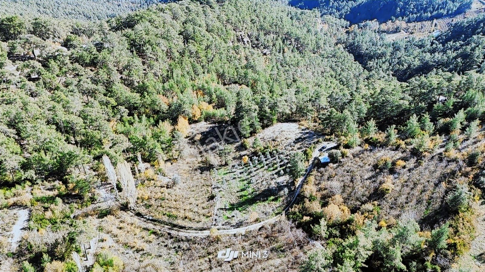 Bütçenize Uygun Müstakil Tapulu Zeytin Bahçesi - Görsel 12